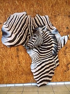 3D zebra v kontinentu Afriky - moderní preparace
