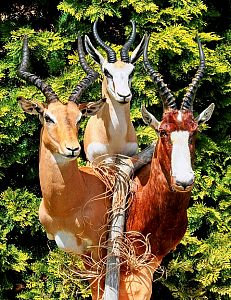 Sousoší moderní antilopy