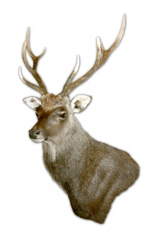 Sika deer