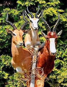 Antelopes