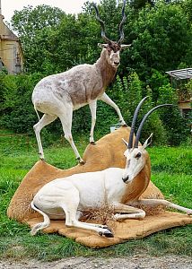 Antelopes