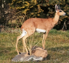 Antelopes