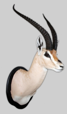 Antelopes