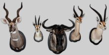 Antelopes