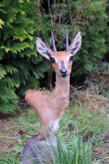 Antelopes