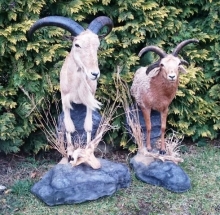 Antelopes