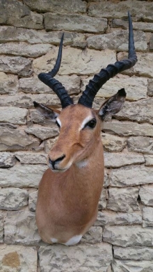 Antilopen