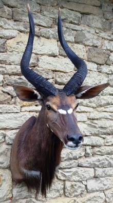 Antilopen