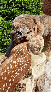 Bobcat