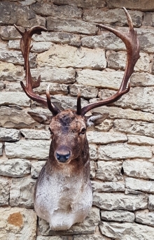 Damhirsch