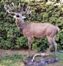 Europäischer Rothirsch (Hirsch)