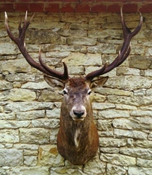 European red stag (deer)