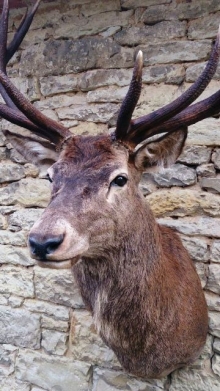 European red stag (deer)