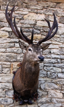 European red stag (deer)