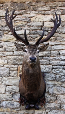 European red stag (deer)