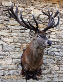 European red stag (deer)