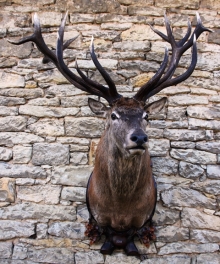 European red stag (deer)