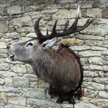 European red stag (deer)