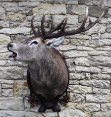 European red stag (deer)