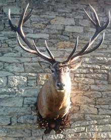 European red stag (deer)