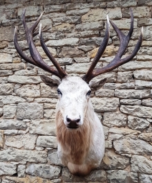 European red stag (deer)