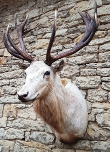 European red stag (deer)