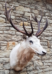 European red stag (deer)