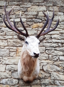 European red stag (deer)