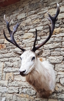 European red stag (deer)