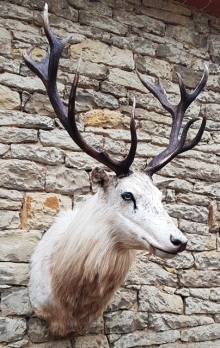 European red stag (deer)