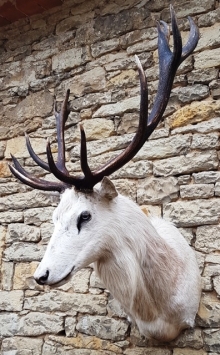 European red stag (deer)