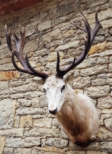 European red stag (deer)