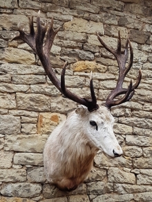 European red stag (deer)