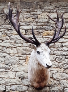 European red stag (deer)