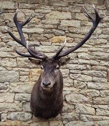 European red stag (deer)