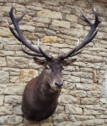 European red stag (deer)