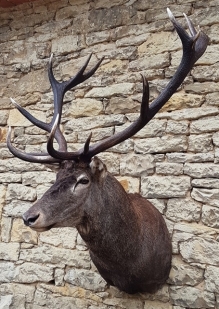 European red stag (deer)