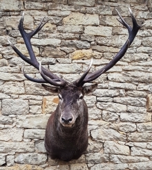 European red stag (deer)