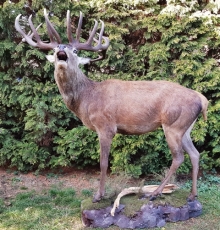 European red stag (deer)