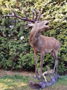 European red stag (deer)