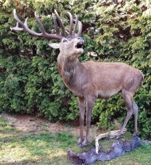European red stag (deer)