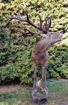 European red stag (deer)