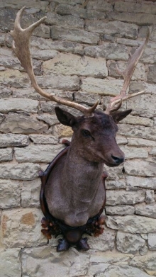 Fallow deer