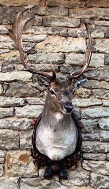 Fallow deer