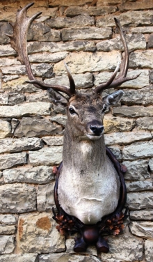 Fallow deer