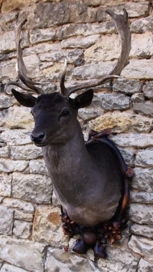 Fallow deer