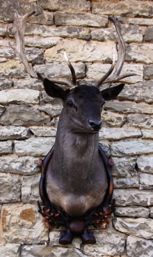 Fallow deer