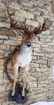 Fallow deer