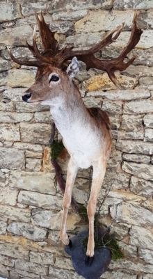 Fallow deer