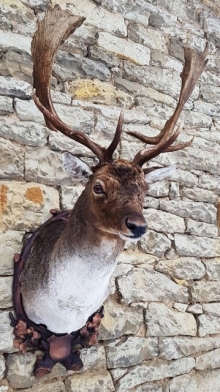 Fallow deer